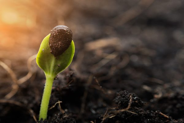 Seeds and Grain
